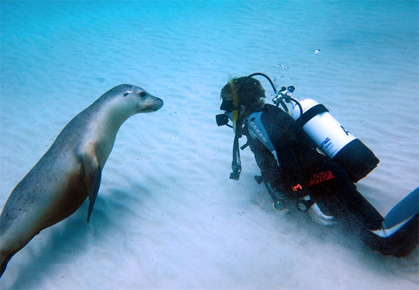 Encounter a Seal Underwater